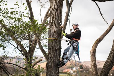 Tree Trimming Insurance in Sunriver, OR by Demo Site for Agency Relevance